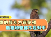 开云体育在线登入-包含四川熊猫不敌对手，状态有所下滑的词条